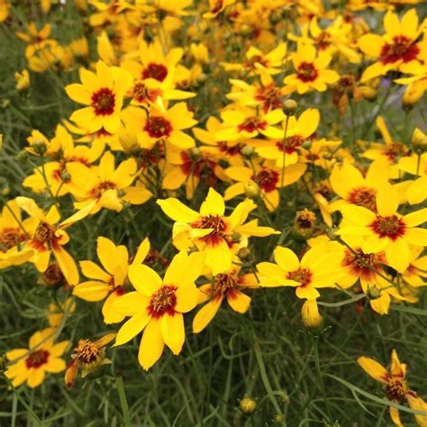 Sizzle & Spice Curry Up Coreopsis Perennial Plant - Live Plant - Gallon ...