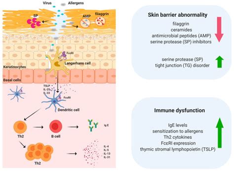 Skin Barrier Abnormalities and Immune Dysfunction in Atopic Dermatitis