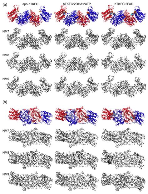 Closure of the Human TKFC Active Site: Comparison of the Apoenzyme and ...