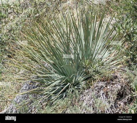 chaparral yucca (Hesperoyucca whipplei) Plantae Stock Photo - Alamy