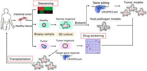 2D- and 3D-Based Intestinal Stem Cell Cultures for Personalized Medicine