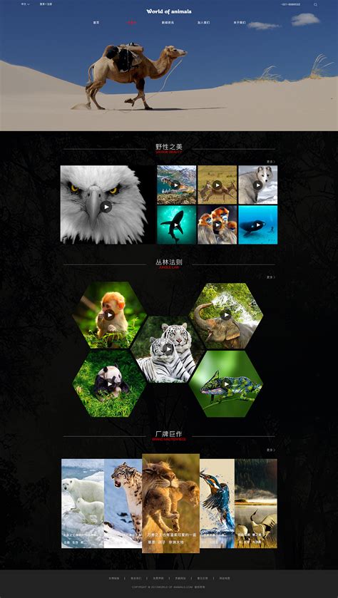 保护野生动物官网|网页|企业官网|SepT9 - 原创作品 - 站酷 (ZCOOL)