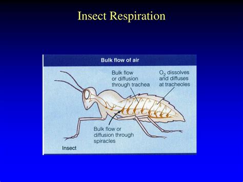 PPT - Comparative Anatomy of Respiratory Structures in Aquatic and ...