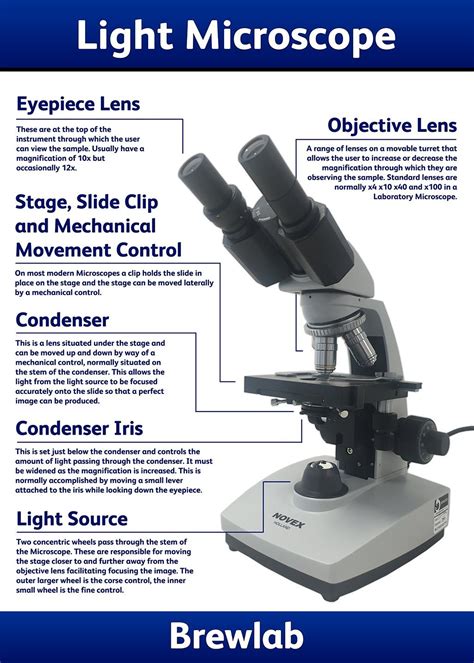 Light Microscope Examples 的图像结果