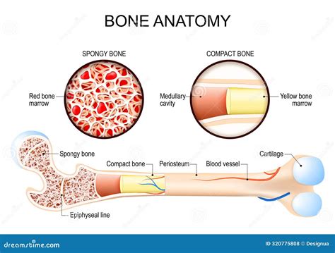 Bone Anatomy. Femur Structure Vector Illustration | CartoonDealer.com ...