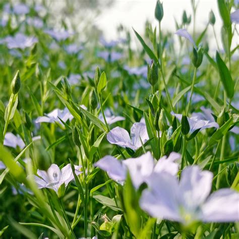 Image result for How to Polymerized Linseed