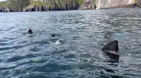 'Gentle giant' sharks spotted off Irish coast in incredible footage as everyone saying same ...