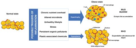 Metabolically Healthy Obesity—Heterogeneity in Definitions and ...