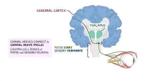 Brainstem Cranial Nerves