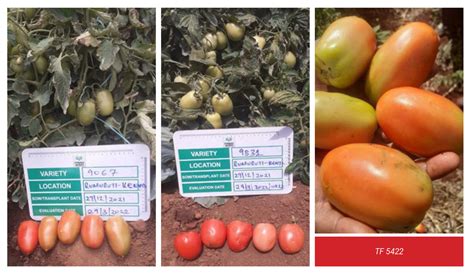 The 'game changers' for tomato growers in Kenya: new hybrids from ...