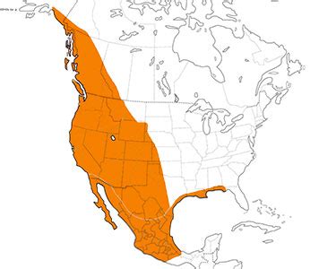 Image result for Map of Hummingbird Types Locations