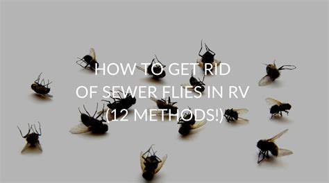 How To Get Rid Of Sewer Flies In RV (12 Methods!) - Pest Prevention Patrol