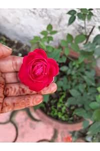 NEW DEBNATH NURSERY, Dasi rose Dark Red Indian desi Gulab Grafted ...