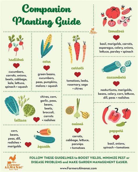 Companion planting guide sow easy – Artofit