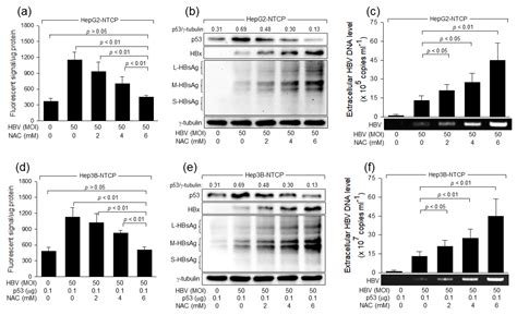 Hydrogen Peroxide Inhibits Hepatitis B Virus Replication by ...
