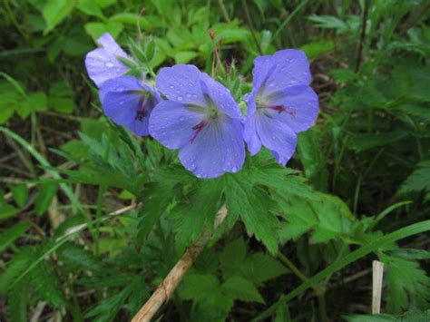 フウロソウ 画像 に対する画像結果