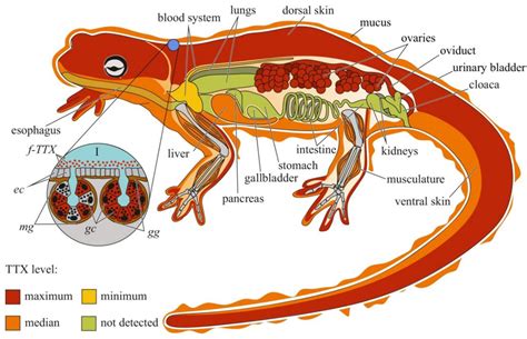 Intra-Organismal Distribution of Tetrodotoxin in Tetrodotoxin-Bearing ...
