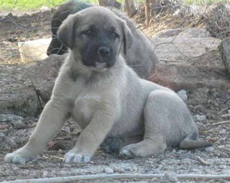 KANGAL YAVRUSU 2020 Satılık kangal yavruları