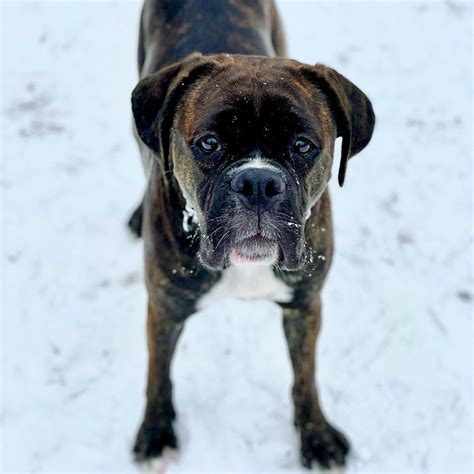 Valley Bulldog: Boxer & English Bulldog - The Dogman