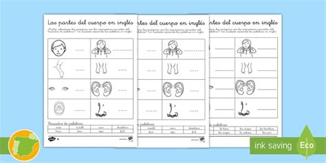 A1 Ficha de actividad: Las partes del cuerpo en inglés