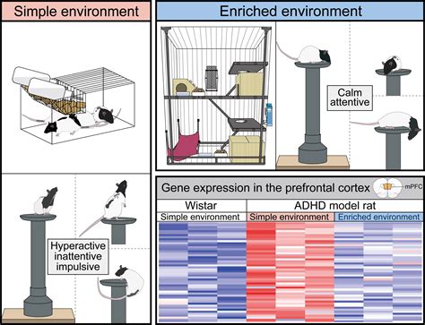 Rearing in an Enriched Environment Ameliorates the ADHD-like Behaviors of Lister Hooded Rats ...