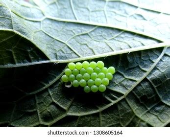 Ladybug Season 2 的图像结果