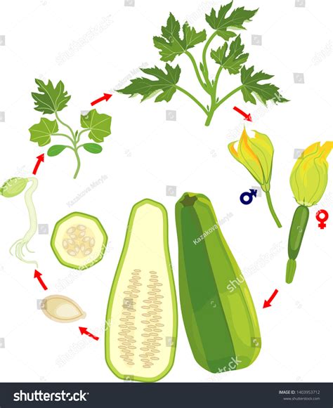 Stages Of Zucchini Plant Growth Pictures