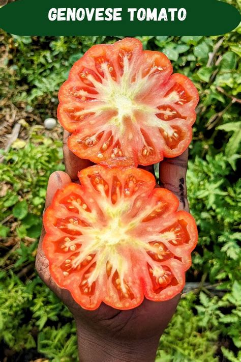 Tomato Genovese Seeds – Krishna’s Dream World