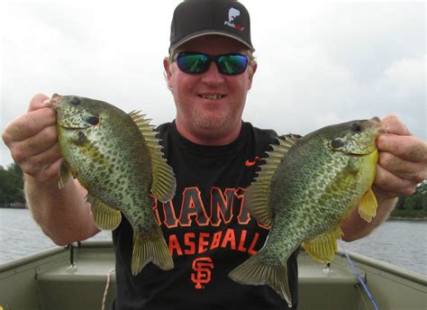 Image result for How to Catch Shellcrackers