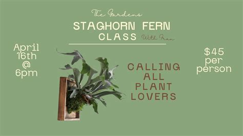Staghorn Fern Mounting Class | Carolina Home Garden