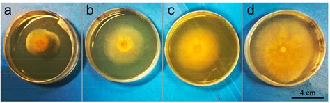 Antagonistic Effect of Azoxystrobin Poly (Lactic Acid) Microspheres ...
