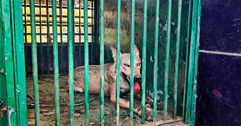 Fifth wolf from 'killer' pack captured in UP's Bahraich, one more at large