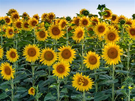 20 Best Types of Sunflowers to Grow in Your Garden