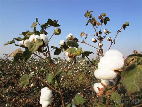新疆哪里产棉花最好?如何鉴别-花鸟鱼虫新疆生活常识