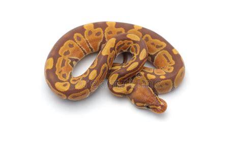 Image result for Royal Python Skin Background