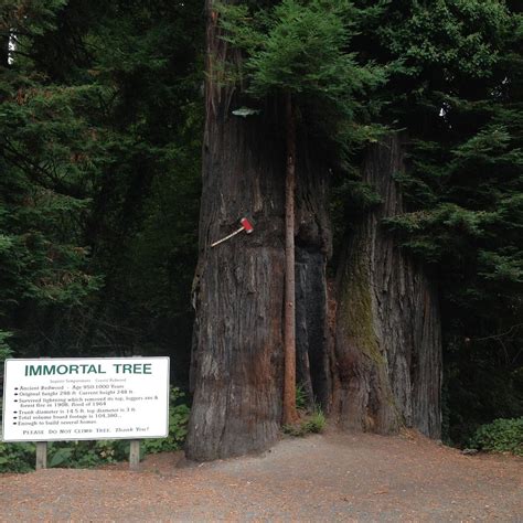 THE IMMORTAL TREE (2025) All You Need to Know BEFORE You Go (with ...