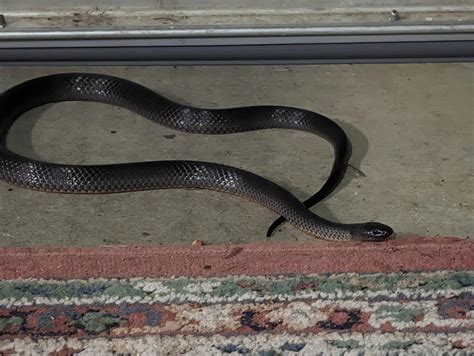 Baby Black Snake Identification