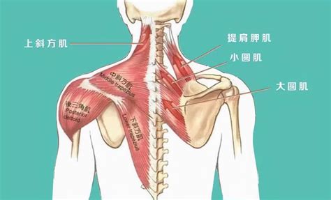 后背、肩胛骨区域疼痛是怎么回事？该如何应对？告诉您 - 知乎
