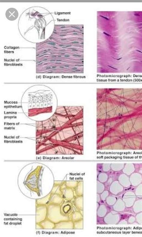 Draw a digram of a tissue and label it - Brainly.in