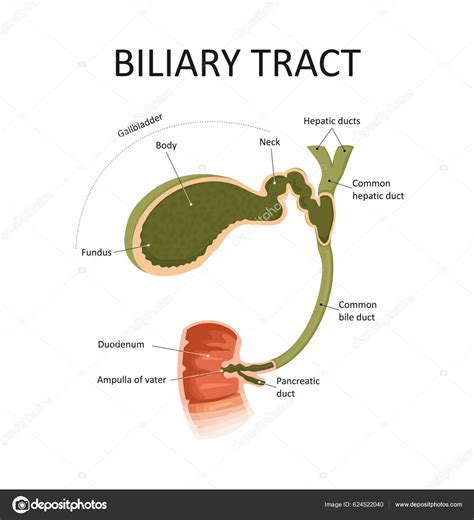 Biliary System With The Liver Biliary Tree Bile Ducts - vrogue.co