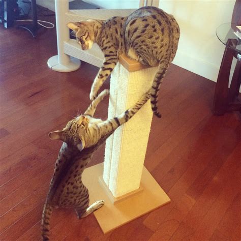 How to Get Your Cat to Use a Scratching Post - Kitty Loaf