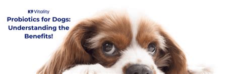 Probiotics for Dogs: Understanding the Benefits! – K9 Vitality