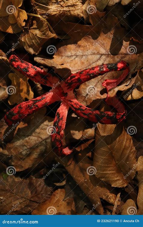. Octopus Stinkhorn, Devil S Fingers (Clathrus Archeri). Syn. Anthurus ...