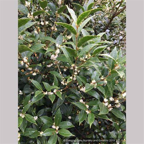 Osmanthus armatus, Holly Olive – Dancing Oaks Nursery and Gardens