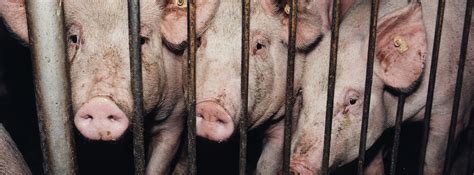 Faster Transformational Change for Agrifood Systems - FOUR PAWS ...