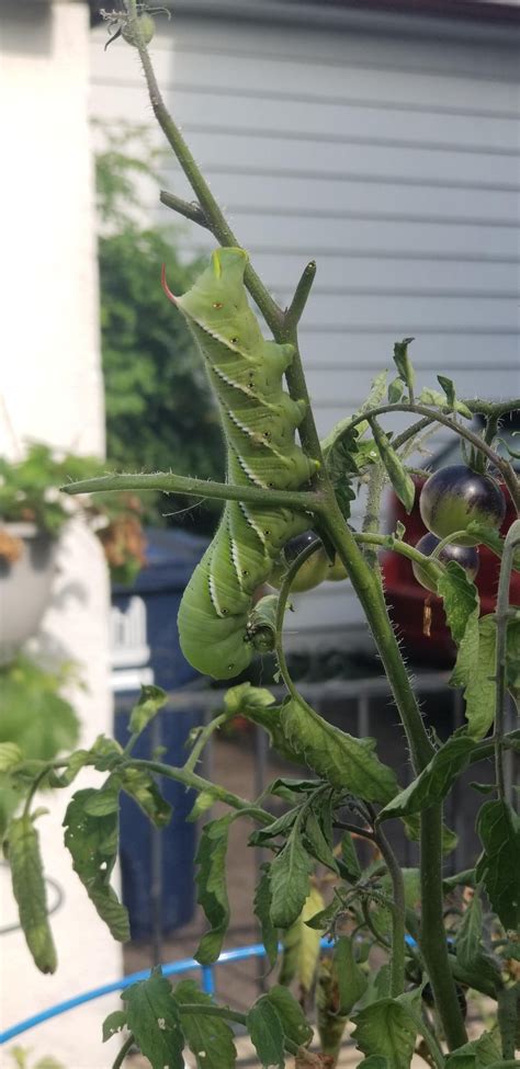 Alien Tomato Monster 的图像结果