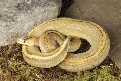 Bald Headed Python 的图像结果