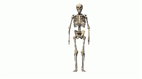 Image result for Skeleton GIF