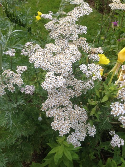 Yarrow (Achillea millefolium) - Quercus Edibles