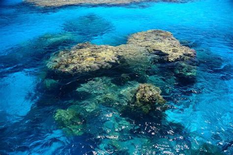 Large coral stock in the blue sea water | Premium Photo